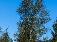 Birke umgeben von blühender Besenheide